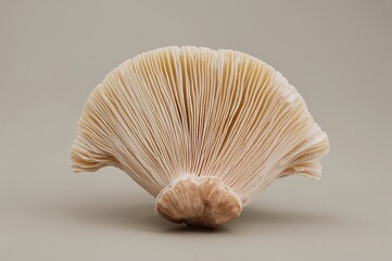 Organic Edible Oyster Mushrooms for Cooking