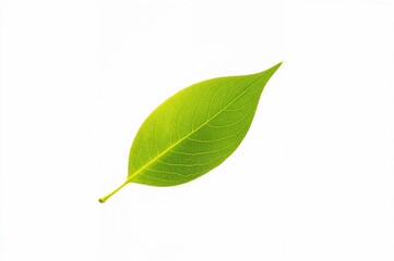Fototapeta premium White backdrop featuring a green leaf icon with summer and spring nature elements