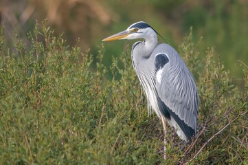 Heron Resting Among the Shrubs