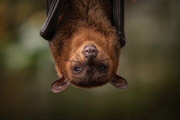 Obraz premium Upside-Down Fruit Bat Clinging