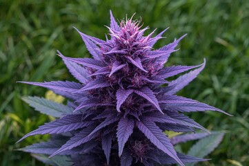 Illegal purple cannabis plant known as Forbidden Fruit