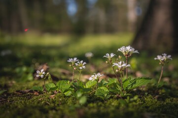 Fototapeta premium Blossoms of the typical Oxalis acetosella plant