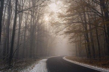 Obraz premium Initial snowfall in the foggy fall woodland