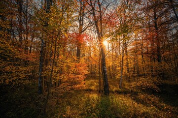 Obraz premium Woods displaying vibrant fall hues