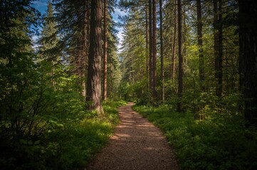 Fototapeta premium Woodland trail winding among the trees