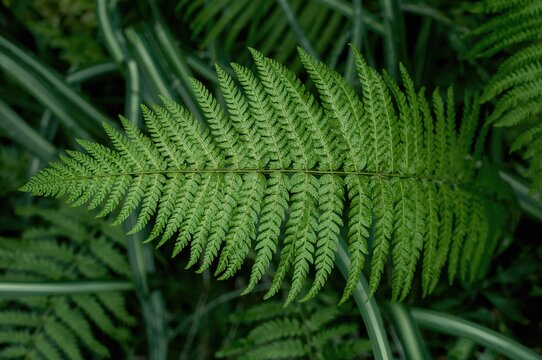 Fern plant with green leaves and silver lace pattern, Pteris cretica Albo lineata variety, decorative houseplants cluster