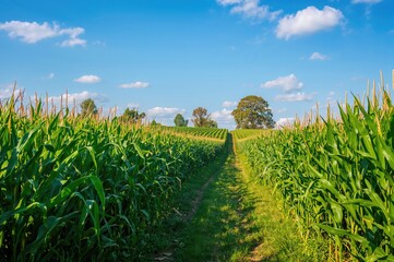 Obraz premium Lush maize plantation