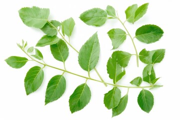 Fototapeta premium Isolated fresh moringa leaves on a plain white surface