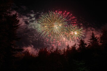 Explosions of Light Over the Forest Canopy