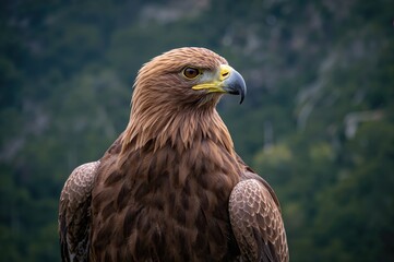 Naklejka premium Aquila chrysaetos soaring in the wild habitat