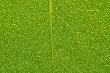 Obraz premium Macro shot of green grape leaf texture with space for text