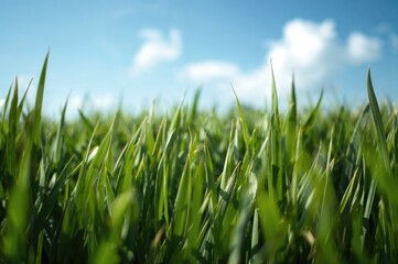 Fototapeta premium Background with green grass texture