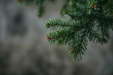 Obraz premium Textured backdrop featuring a close-up of a pine branch with needles in sharp detail.