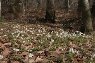 Wood anemones with white blossoms scattered over a bed of dry brown leaves on the forest ground
