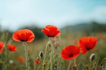 Obraz premium Blooming scarlet poppy flowers