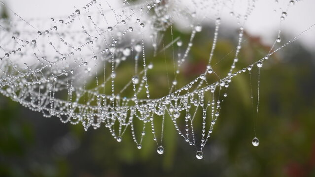 Sprider dew on the web