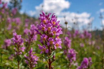 Obraz premium Blossoms of Chamaenerion angustifolium