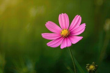 Fototapeta premium Blossom of Cosmos sulphureus Cav.