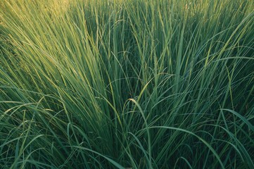 Lush grassy backdrop