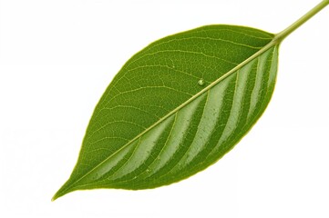 Obraz premium Isolated fresh jasmine leaf with vibrant green color on a white background