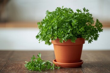 Fototapeta premium Potted green parsley plant