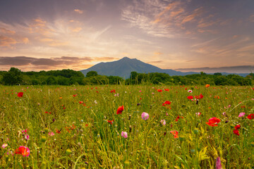 夕焼けに染まる筑波山とポピー