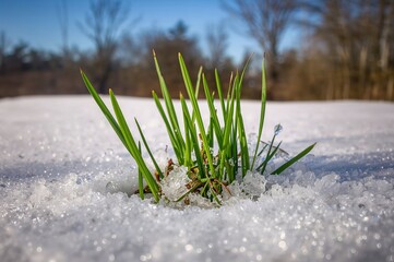Green blades pushing up through thawing snow