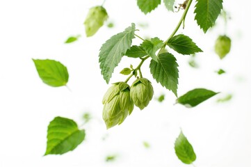 Naklejka premium Airborne fresh green hop leaves against a white backdrop