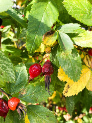 red rosehip berries on a branch
