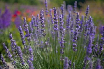 Fototapeta premium Scented blue lavender blooms flourishing in a meadow