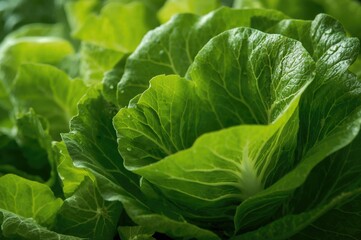 Obraz premium Crisp green lettuce foliage