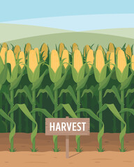 Corn field with harvest sign on a sunny day, vector illustration