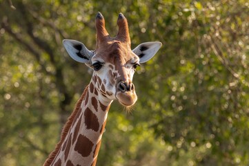 Obraz premium Giraffe Demonstrates Communication Within The Wild