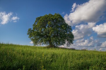 Obraz premium Lush tree standing tall in a vibrant grassy field