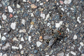 Macro view of black fly with red eyes on warm asphalt