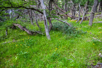 Patagonia Forest environment,  Los Glaciares National Park, Santa Cruz, Argentina