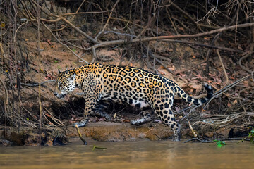 Jaguar in Mato Grosso forest environment,Pantanal,Brazil