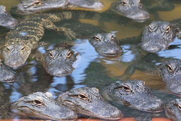Fototapeta premium Baby Alligators