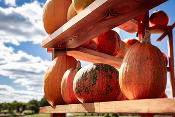 Heap of organic ripe fresh pumpkins on wooden shelves of display case. Market trading and fair of...