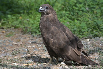 Red tailed hawk