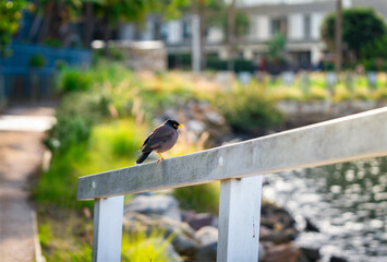 bird on a fence
