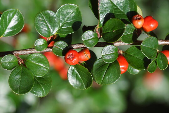 Close up Cotoneaster horizontalis (Rock Cotoneaster) a shrub with brilliant, scarlet berries. September, Netherlands