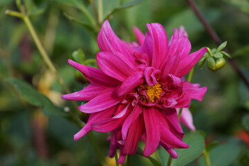 Obraz premium pink and yellow flower