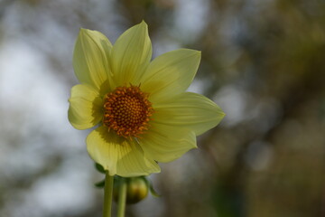 bee on yellow flower