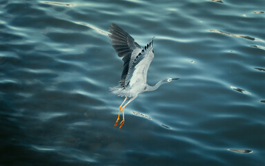 kingfisher in flight