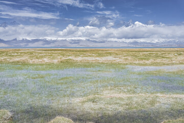 Grassy pastures for cattle in the Tien Shan Mountains in the Pamirs in Tajikistan, against the backdrop of Lake Karakul and mountain peaks with snow and glaciers. Lakes and dry grass for animals