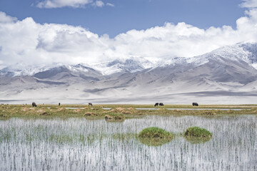 Grassy pastures for cattle in the highlands of the Tien Shan in the Pamirs in Tajikistan, against...