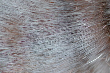 Close-up image of soft, textured fur with a blend of gray and brown tones, showcasing intricate details and natural patterns in animal fur, emphasizing the beauty of nature