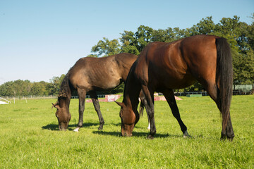 horses in the meadow