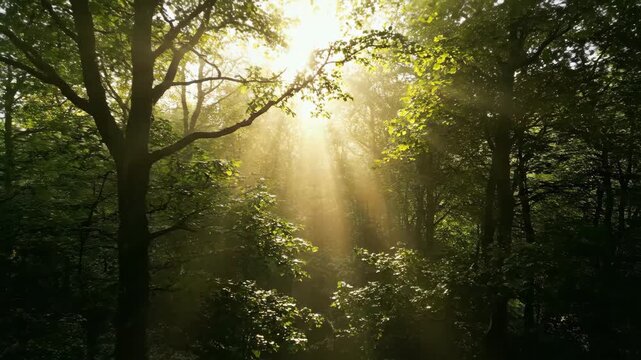 Dolly Shot Gliding Through a Dappled Forest Canopy with Sun Rays Piercing Through Dense Foliage Mystery, DollyShot, Path